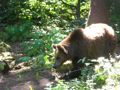 Tagestour zum Bärenwald (Kl.1-7) Bärenwald Müritz