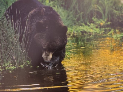 Bärenstarke Entdeckertour Klasse 1-7 Klasse 1-7 Bärenstarke Entdeckertour